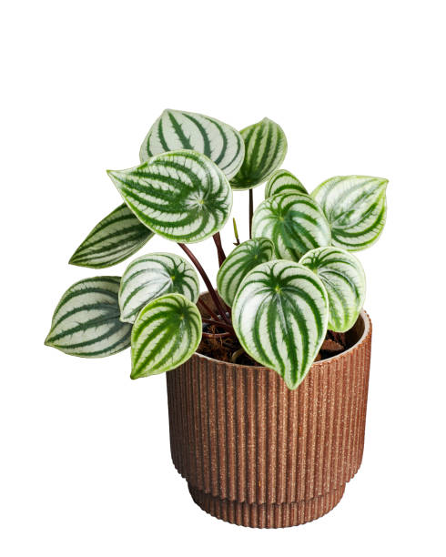 Watermelon Peperomia: A Beginner’s Guide