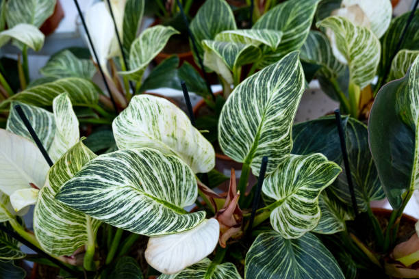 Philodendron Birkin: A Guide to Care and Cultivation