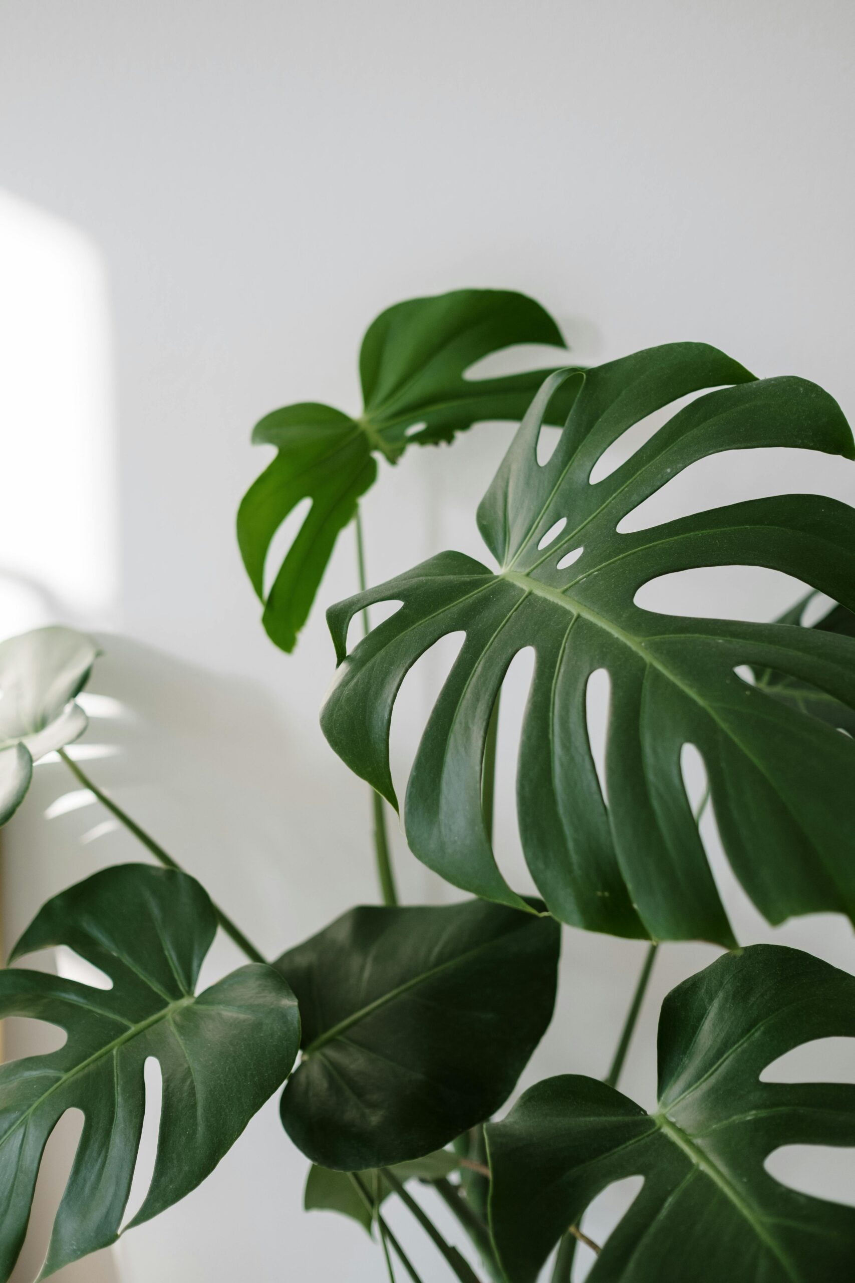 Monstera Deliciosa: A Beginner’s Guide to Care and Growth