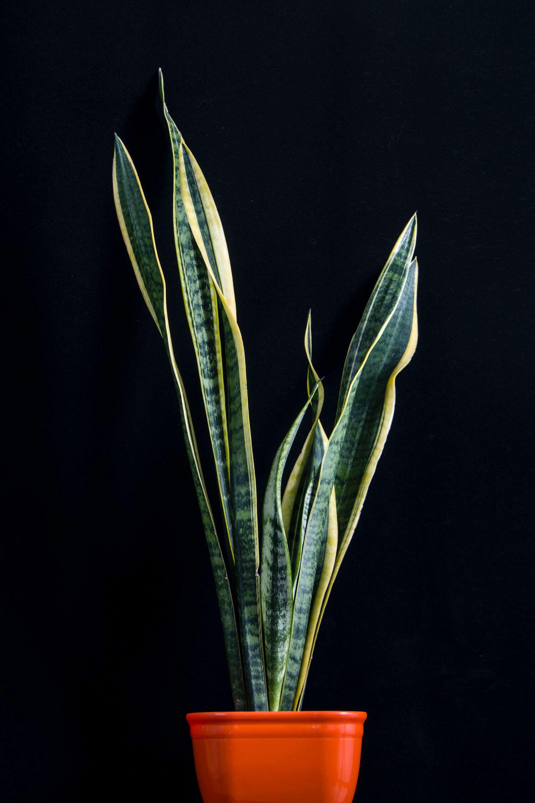 The Snake Plant: Your Guide to Easy Care