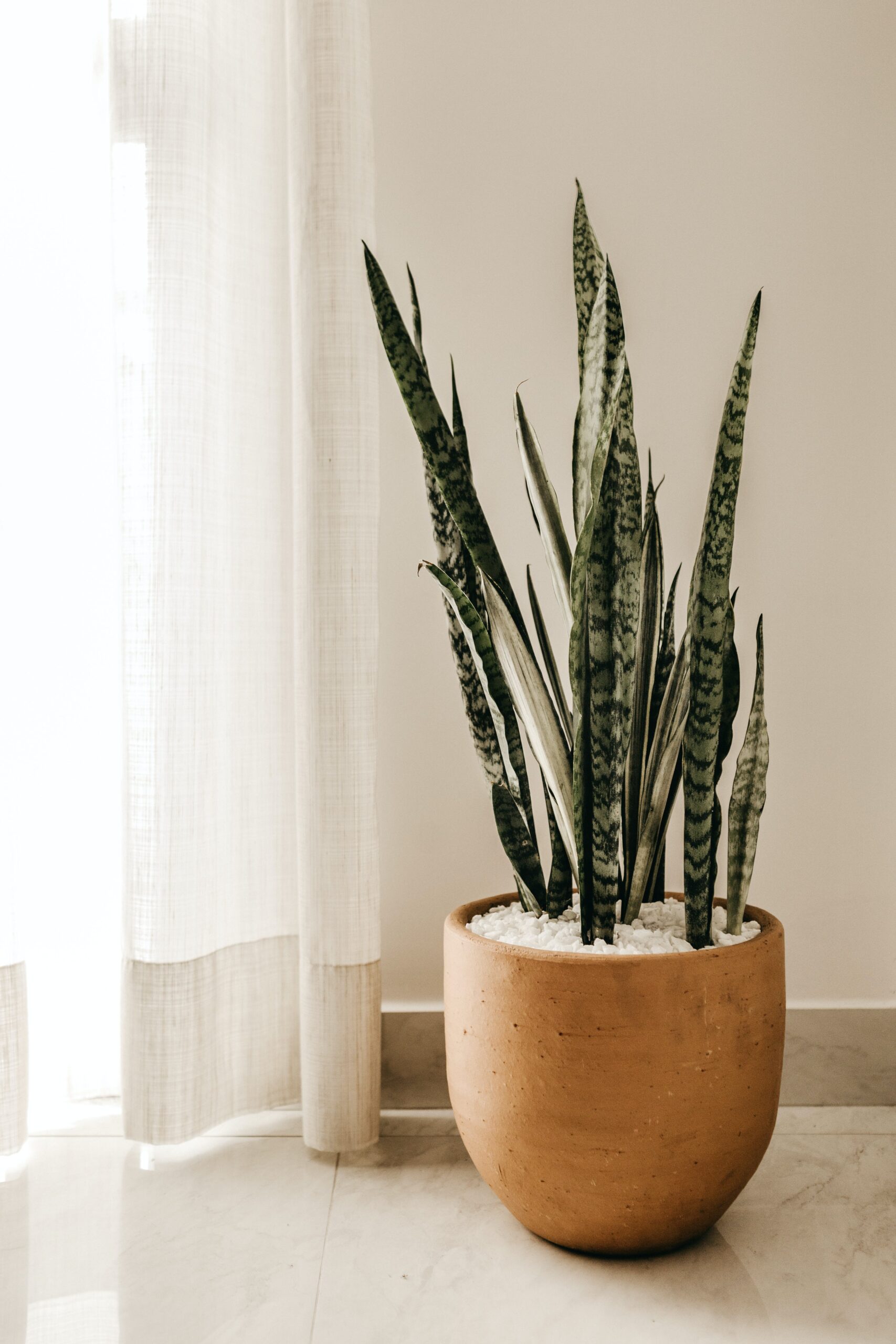 The Ultimate Guide to Low-Maintenance Houseplants: Perfect Picks for Busy Lifestyles