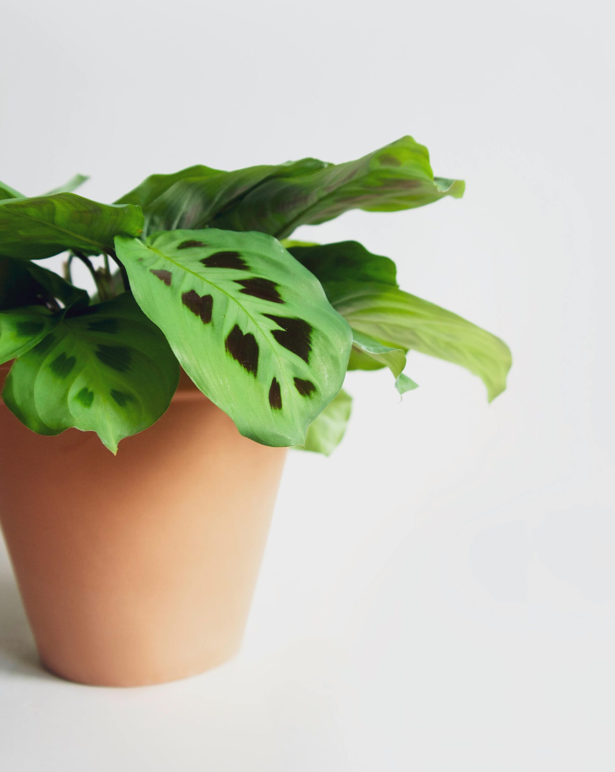 A Guide to the Prayer Plant’s Beauty and Care