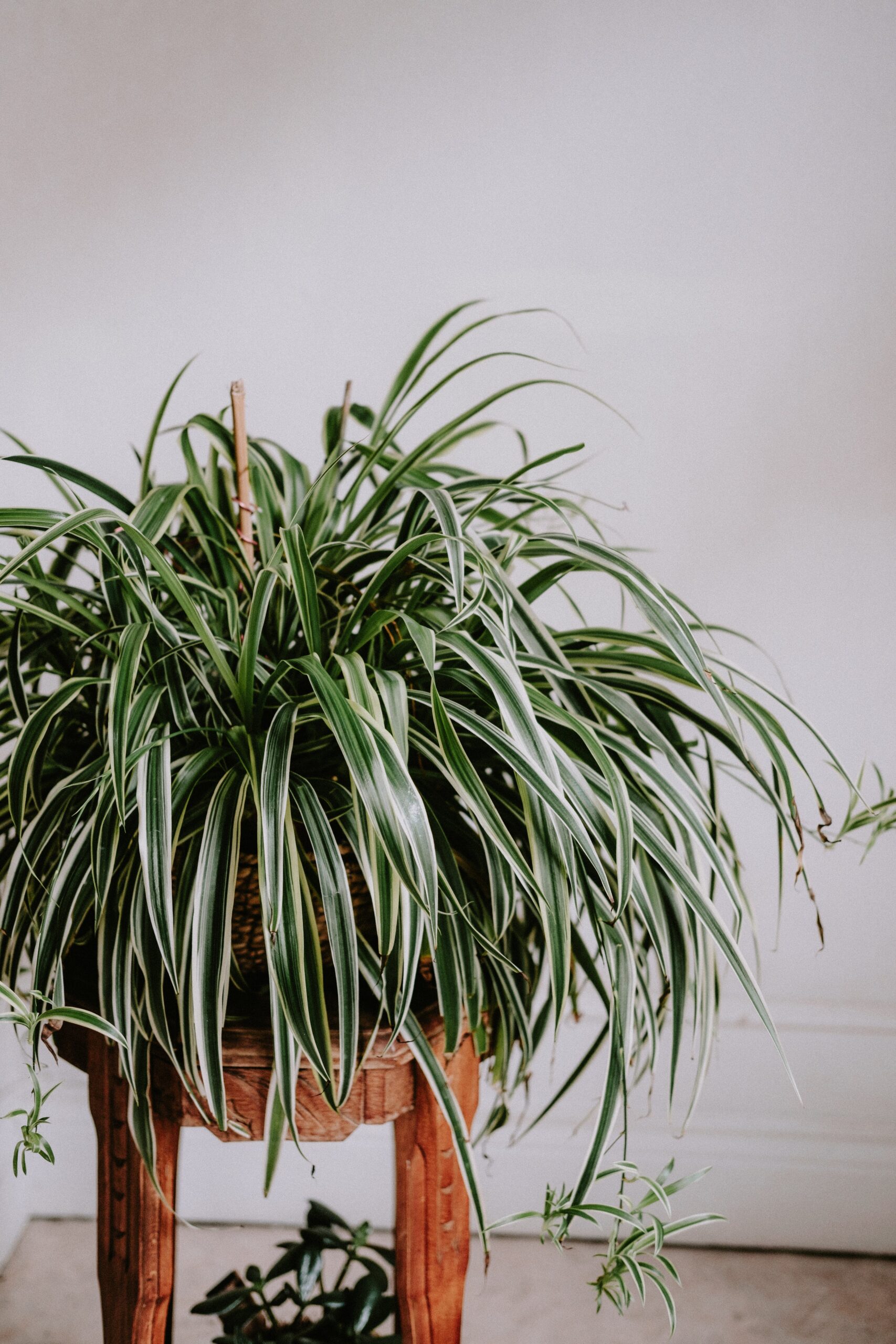 Spider Plant Care Made Simple: A Beginner’s Guide