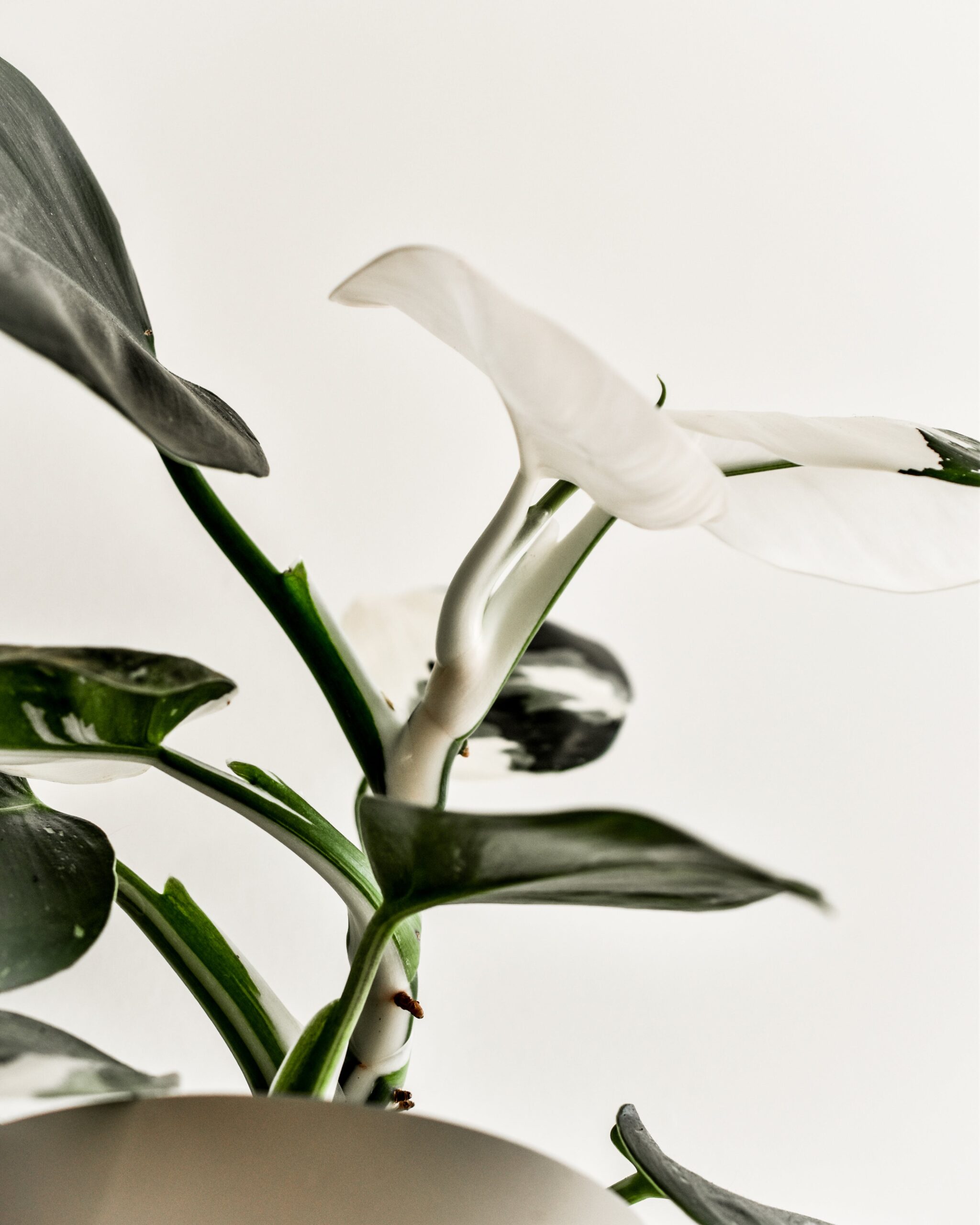 White Princess Philodendron: A Guide to Care