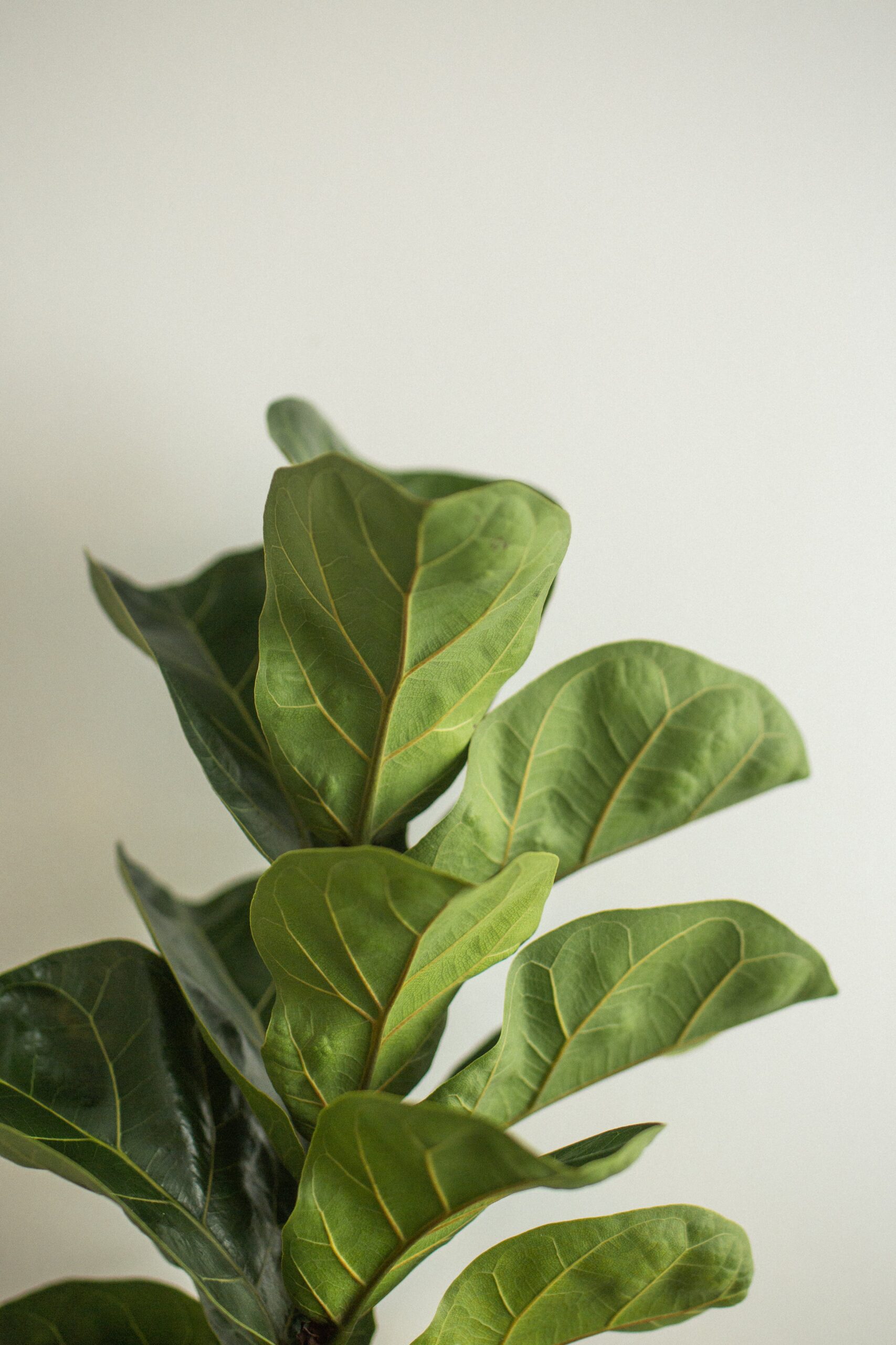 Fiddle Leaf Fig: A Comprehensive Guide to Care